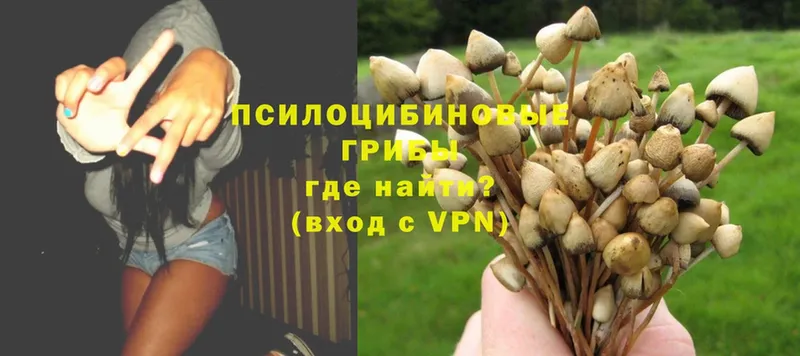 цены наркотик  Кстово  Галлюциногенные грибы Psilocybe 